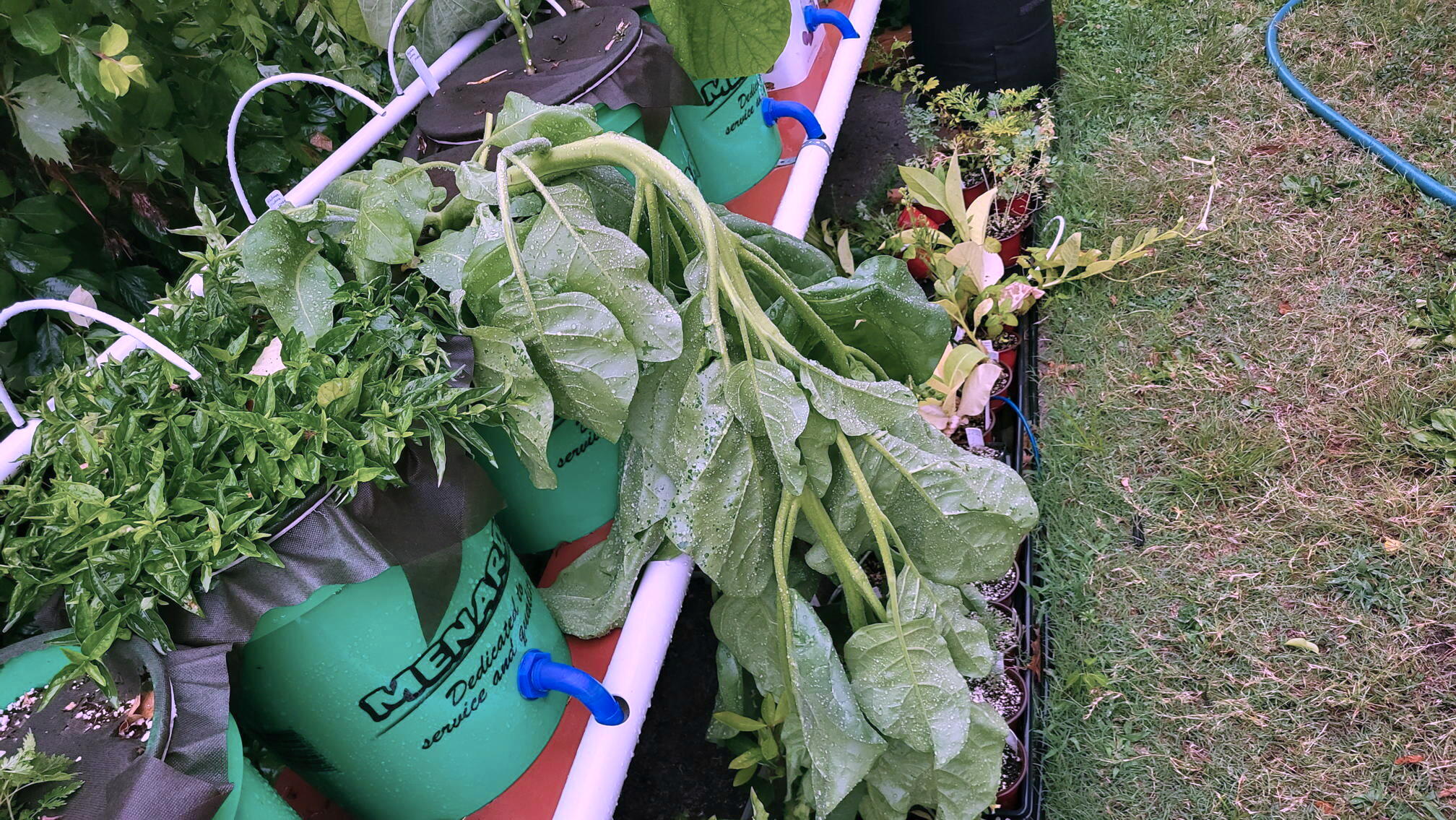 https://www.electricveg.com/assets/img/nicotiana-rustica/nicotiana-rustica-tr1-laying-down-after-storm.jpg