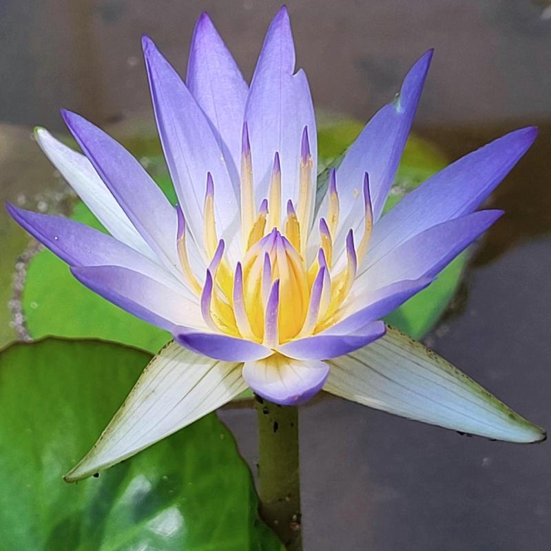 Reine Nymphaea Caerulea Ägyptische Blaue Lotus Lilie Absolute Öl